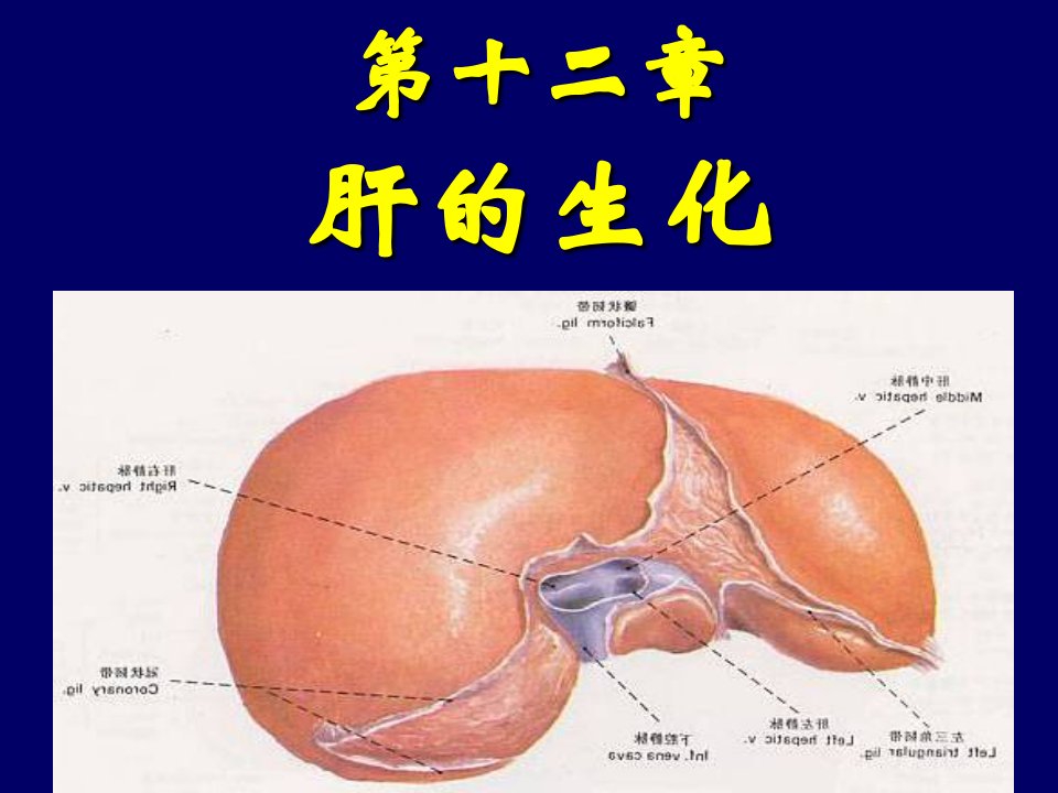 《肝胆生化》PPT课件