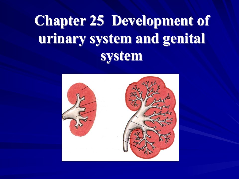 泌尿生殖系统的发展英文医学课件
