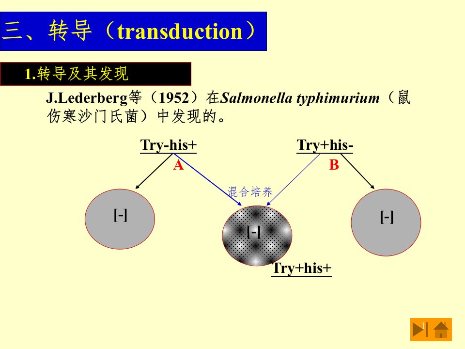 基础微生物学幻灯片