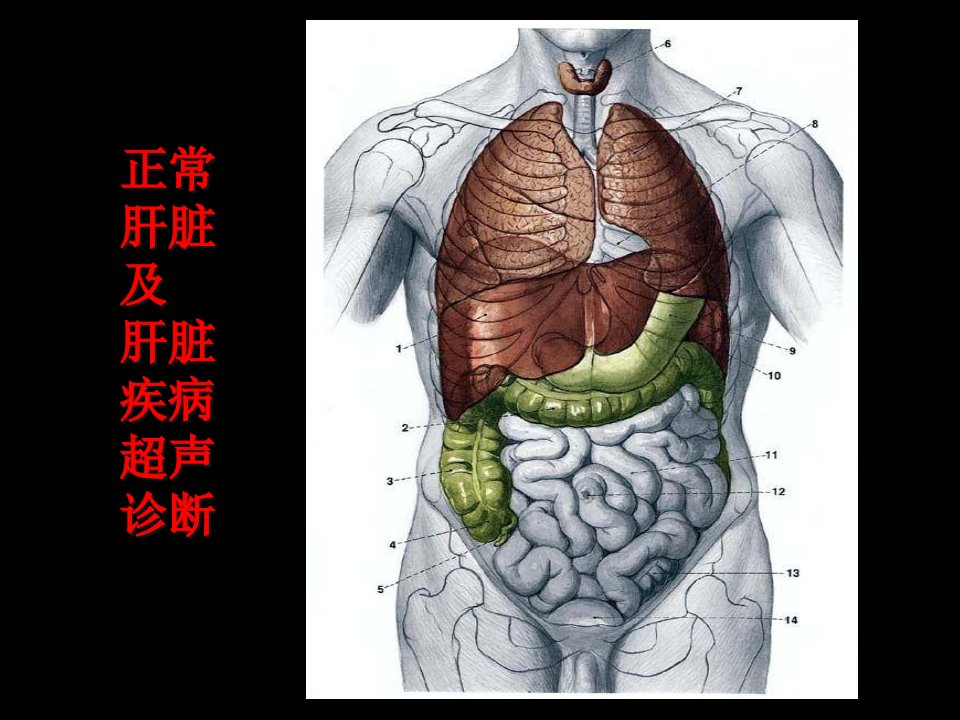 肝脏超声诊断-医学影像学优选ppt课件