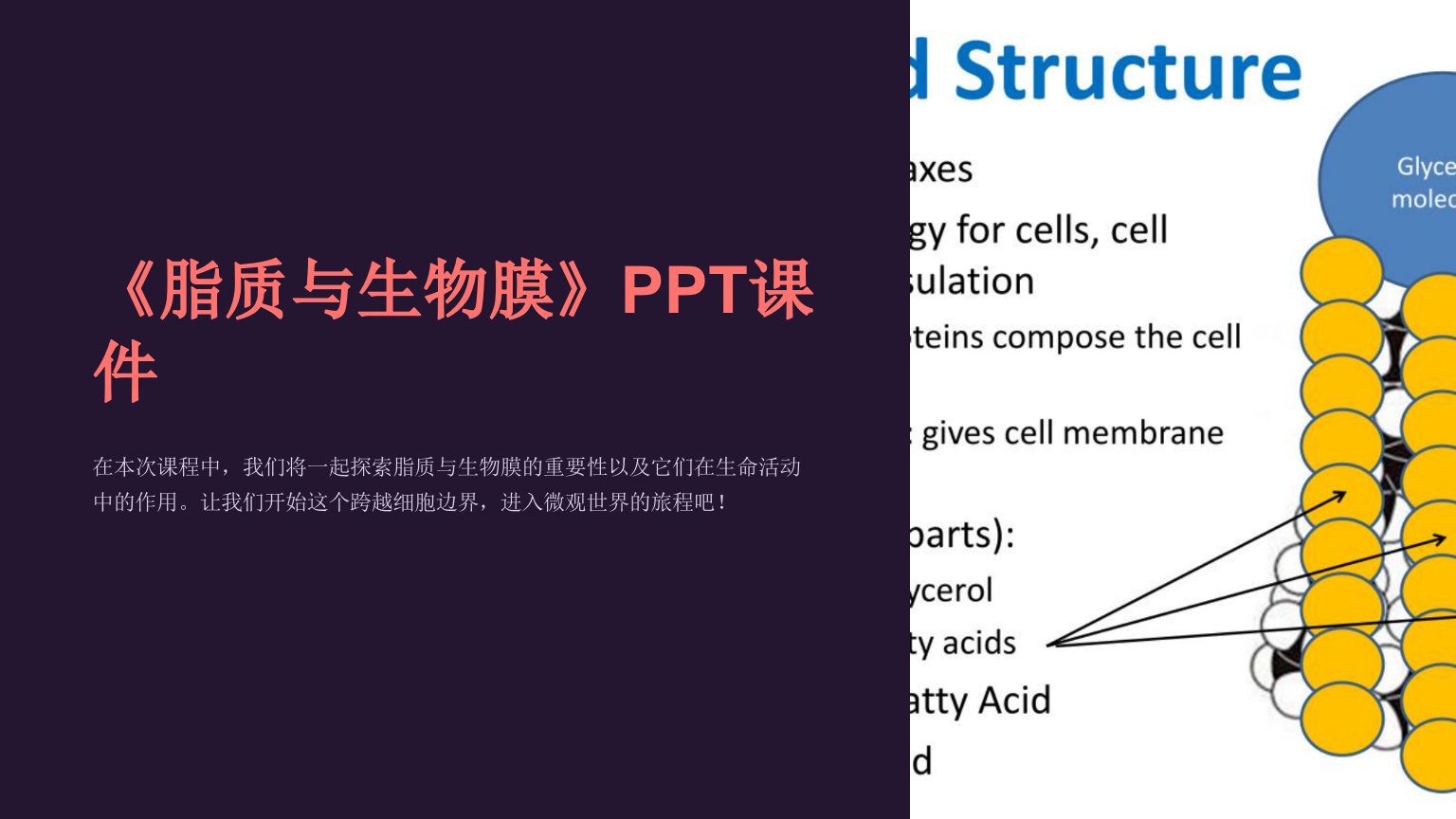 《脂质与生物膜》课件