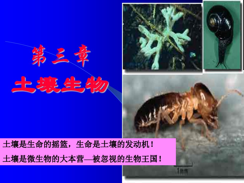 《土壤生物森林土壤》PPT课件