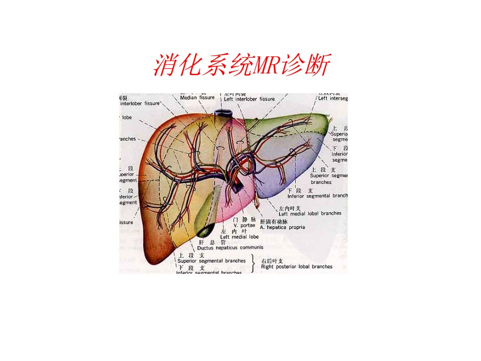 MR消化系统(156张幻灯片)课件