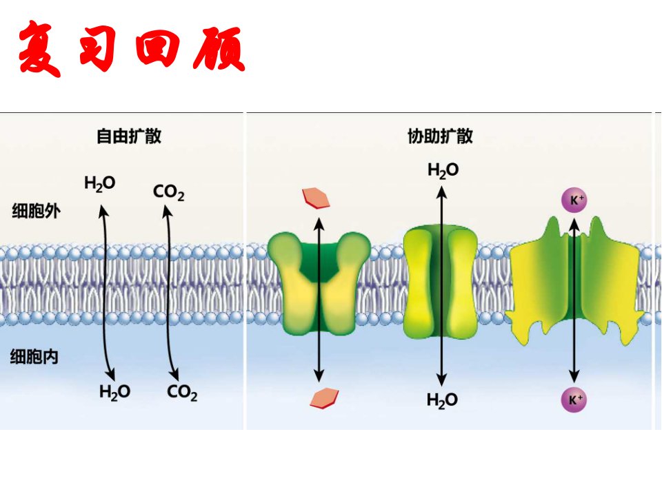 《主动运输与胞吞、胞吐》生物优秀教学课件