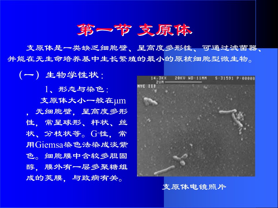 教学课件第二十章其他原核细胞型微生物