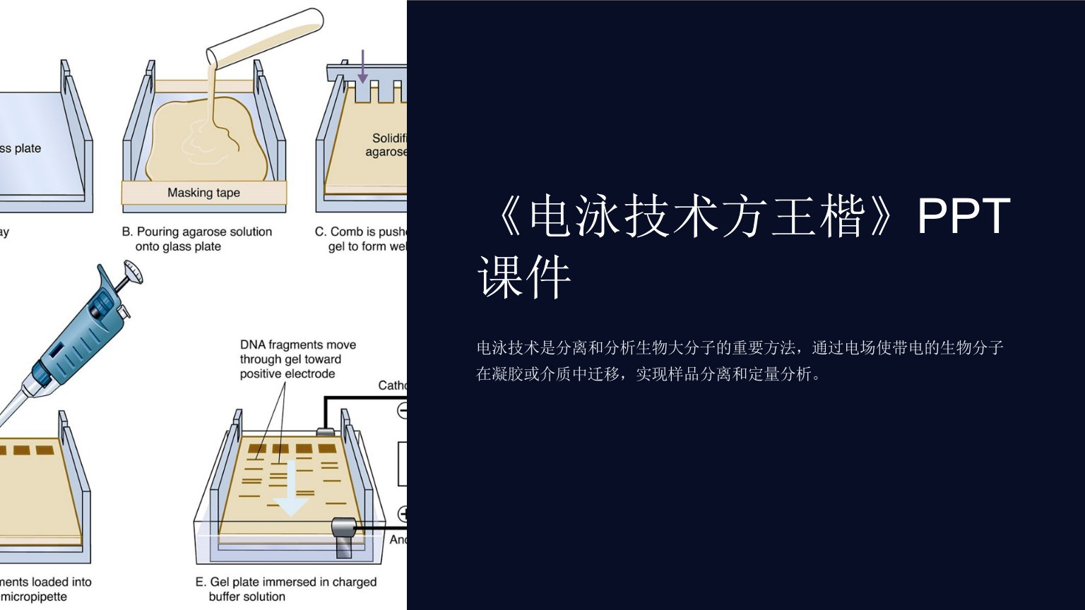 《电泳技术方王楷》课件