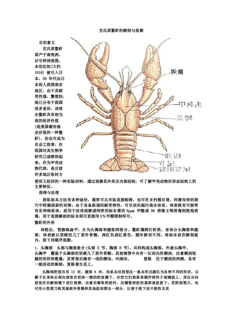 生物竞赛实验克氏原螯虾的解剖与观察模板10