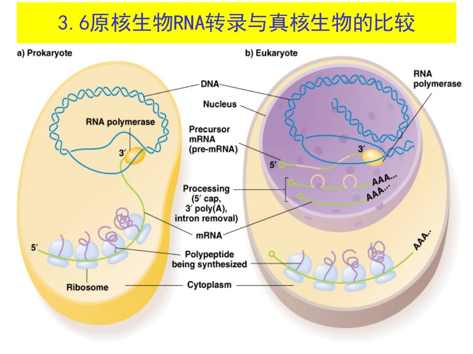 分子生物学生物信息的传递-3转录后加工-小RNA-RNA拼接1