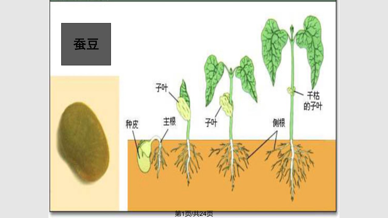 观察绿豆芽的生长PPT课件