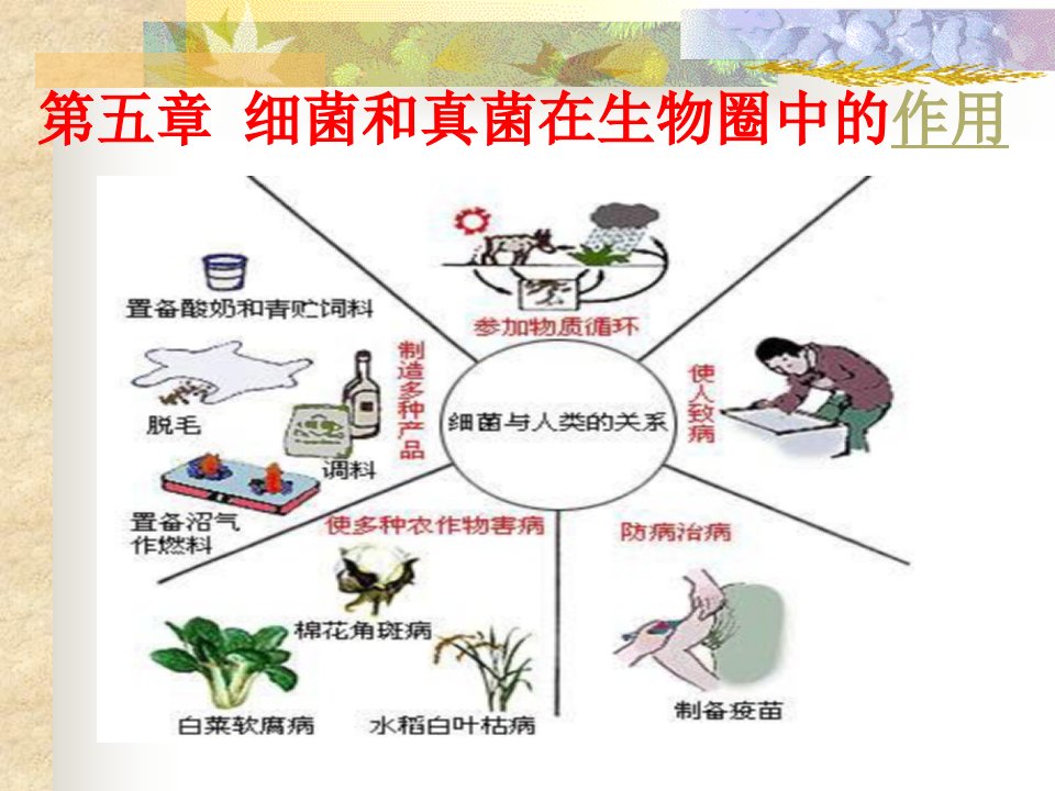 细菌和真菌在生物圈中的作用