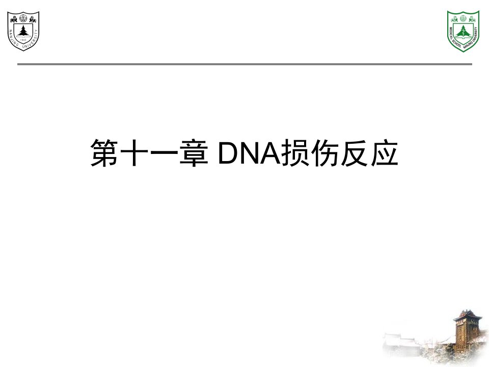 《DNA损伤反应》PPT课件