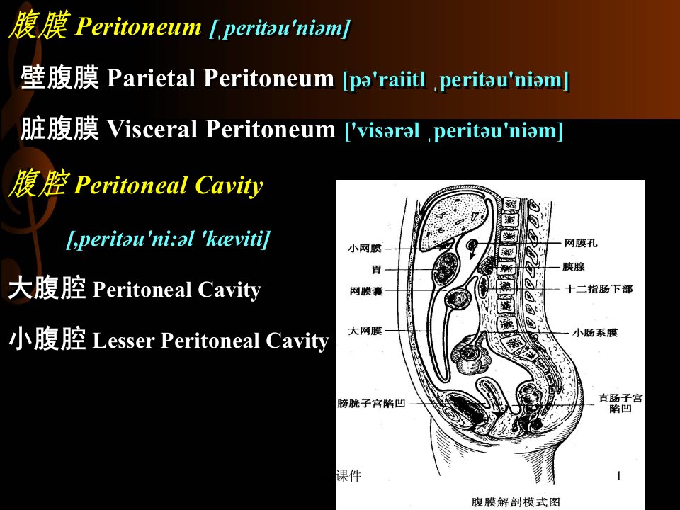 急性化脓性腹膜炎ppt课件