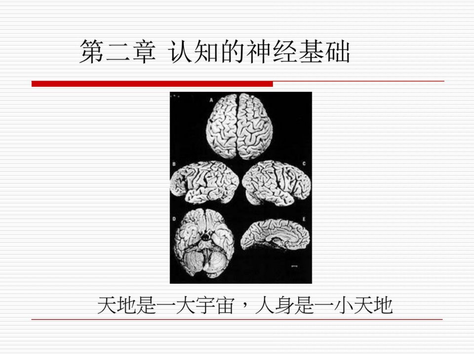 精彩]第二章认知的神经