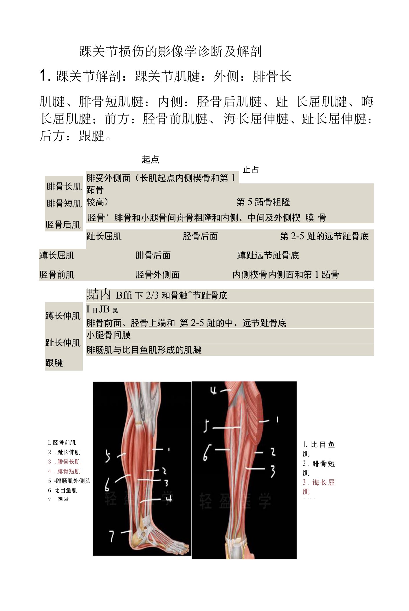 踝关节损伤的影像学诊断及踝关节韧带解剖