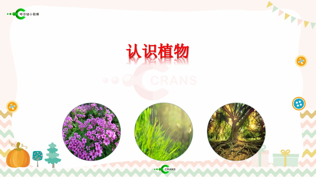 幼儿园《认识植物》教学课件