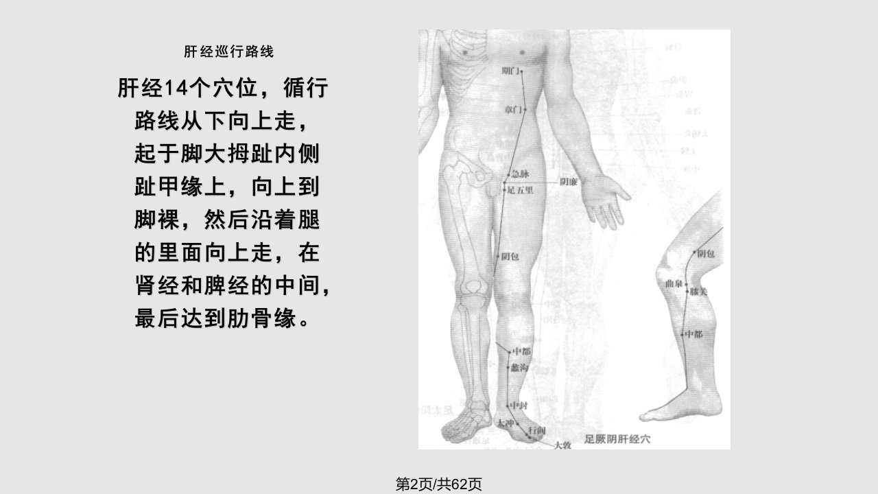 胆经肝经学习