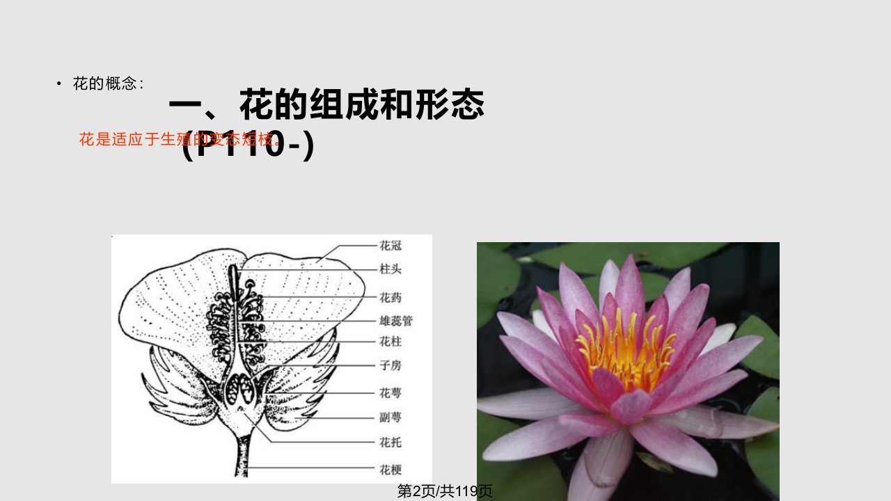 药用植物学花