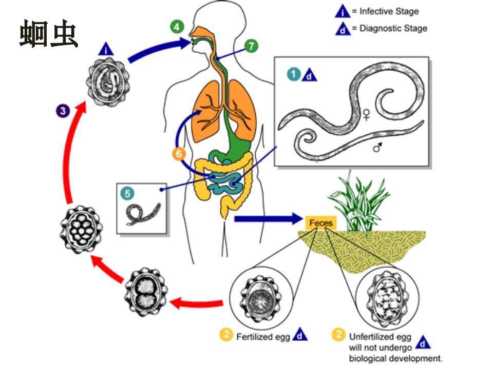 寄生虫生活史总结ppt课件