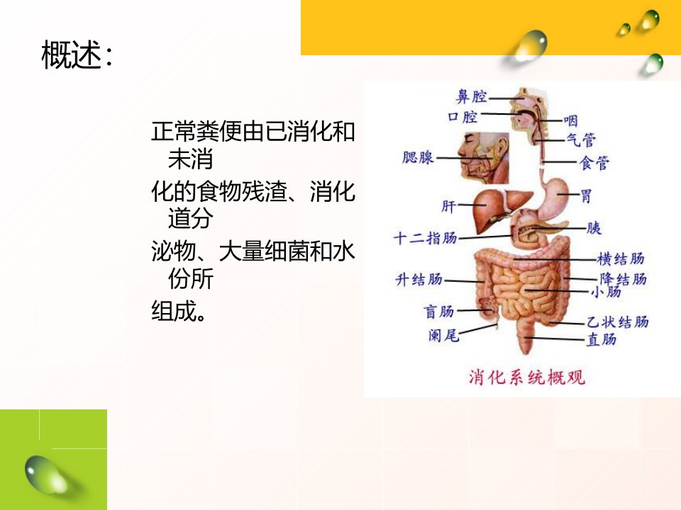 大便常规检查及意义ppt课件