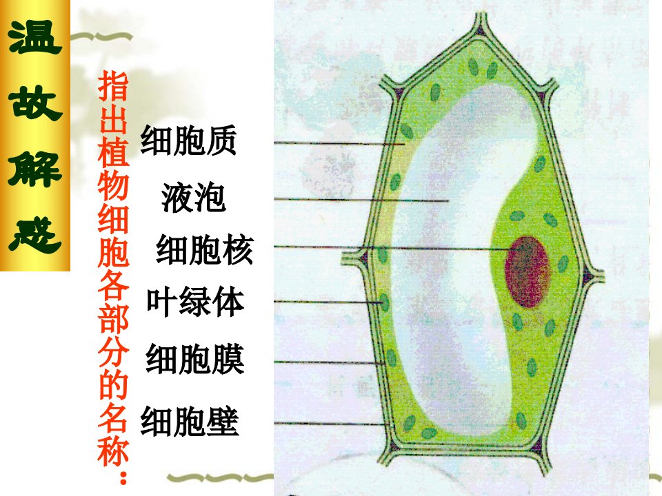 人教版动物细胞课件ppt