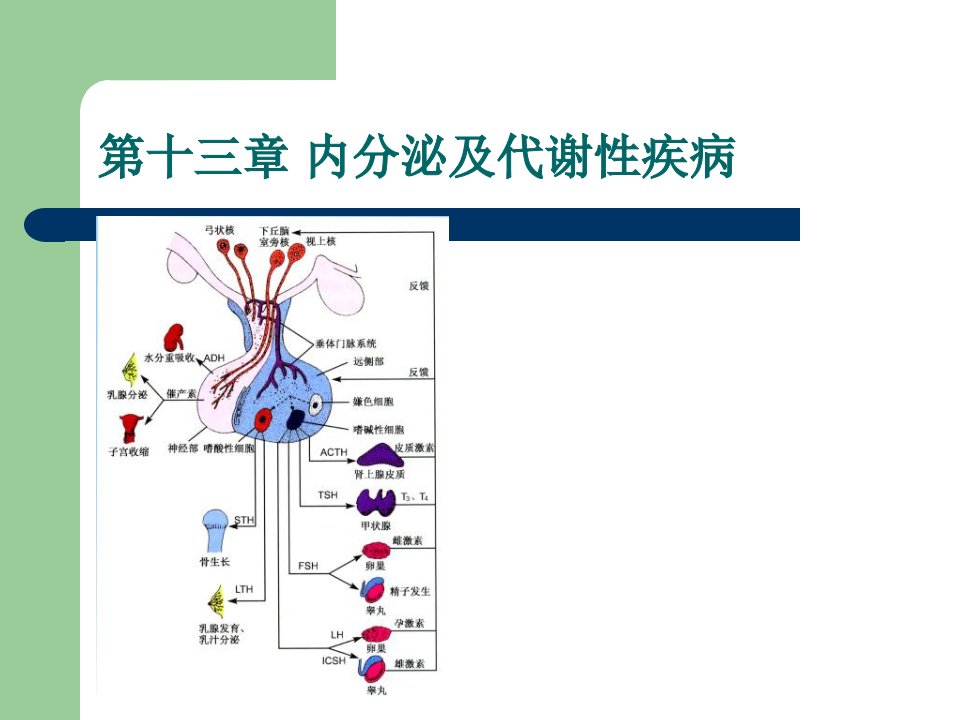 第十三章内分泌及代谢性疾病