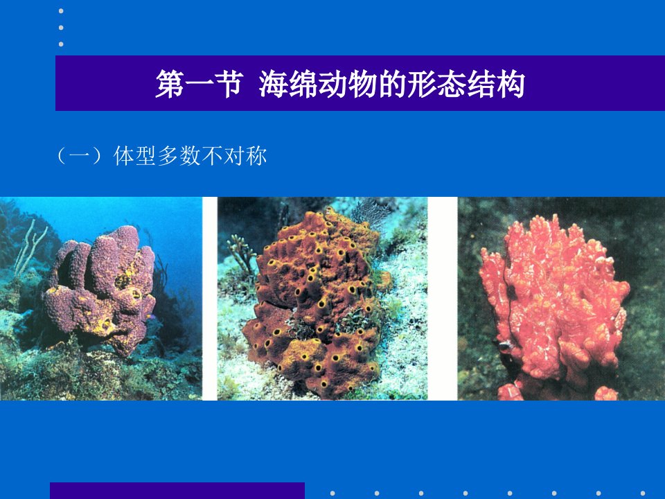 第四章海绵动物门和扁盘动物门