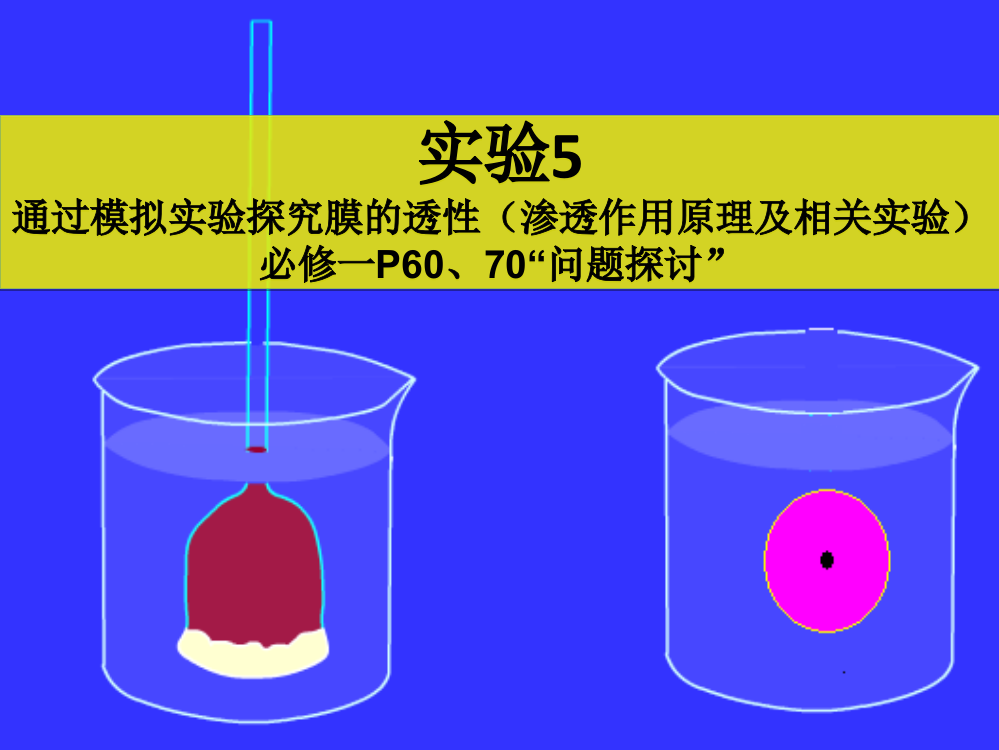 实验5-通过模拟实验探究膜的透性ppt课件