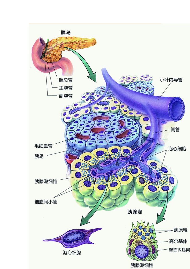 糖尿病的发病原因和解决方案