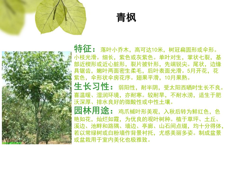 植物特点