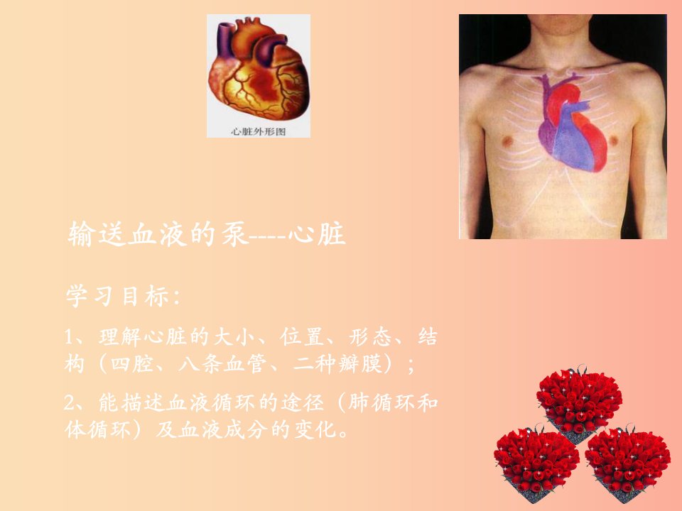 安徽省七年级生物下册4.4.3输送血液的泵心脏课件4
