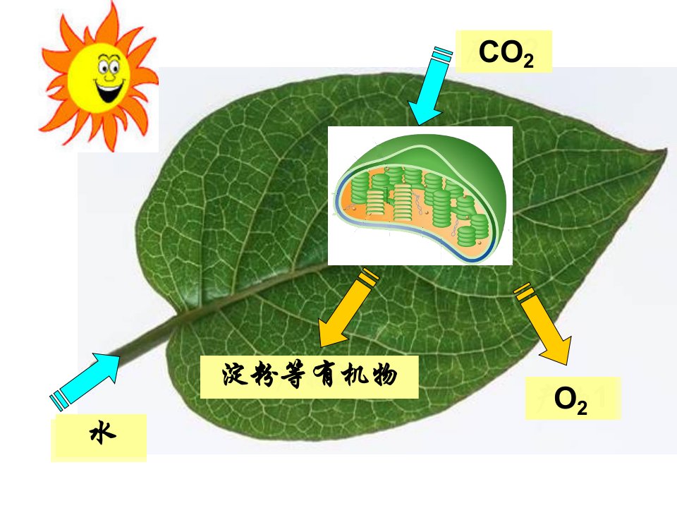 五年级上册科学课件7.1光合作用是怎样发现的大象版共21张PPT