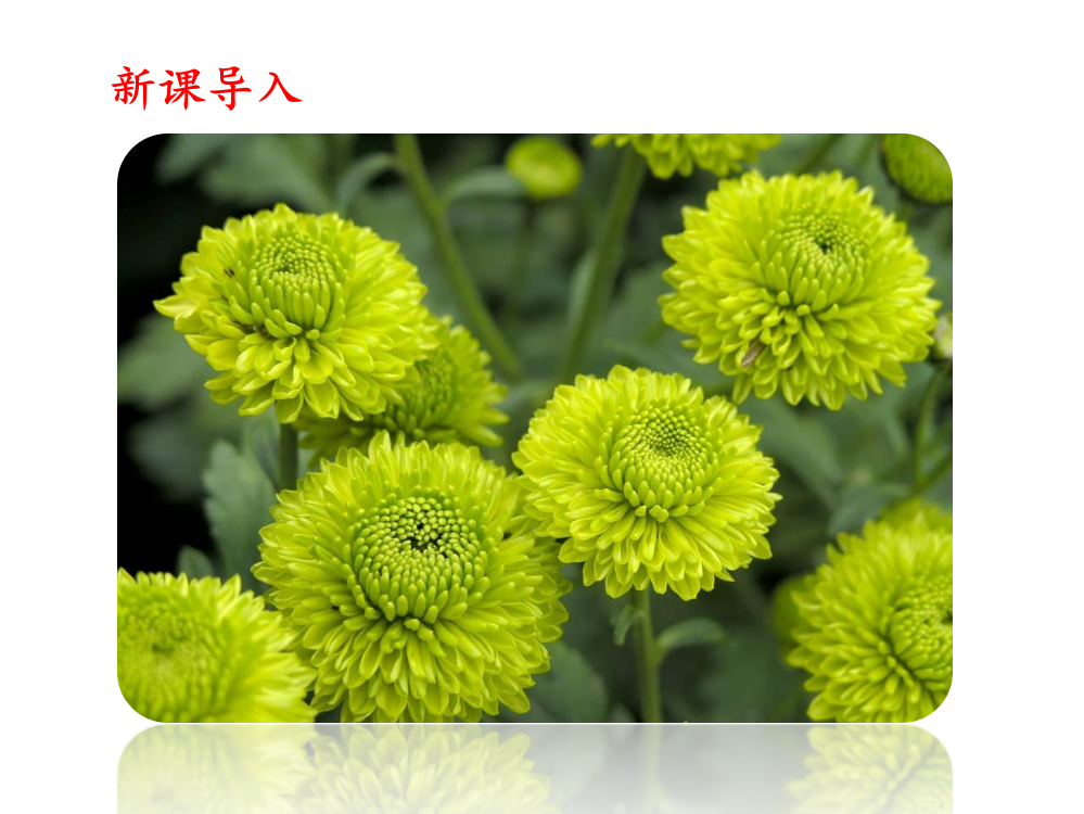 四级上册语文课件-5古诗三首《菊花》