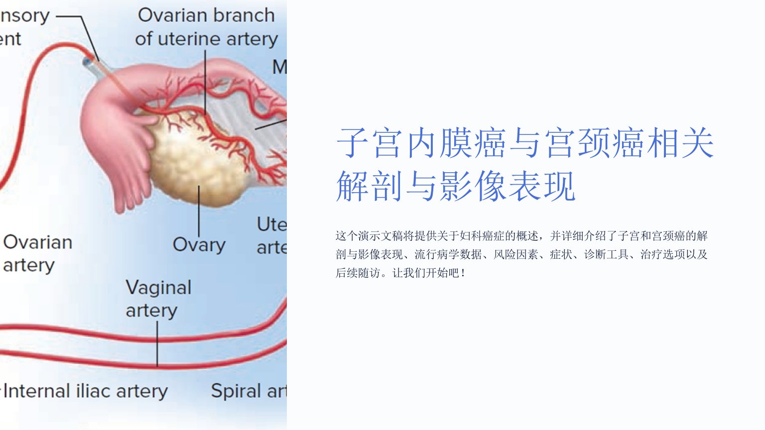 子宫内膜癌与宫颈癌相关解剖与影像表现二课件