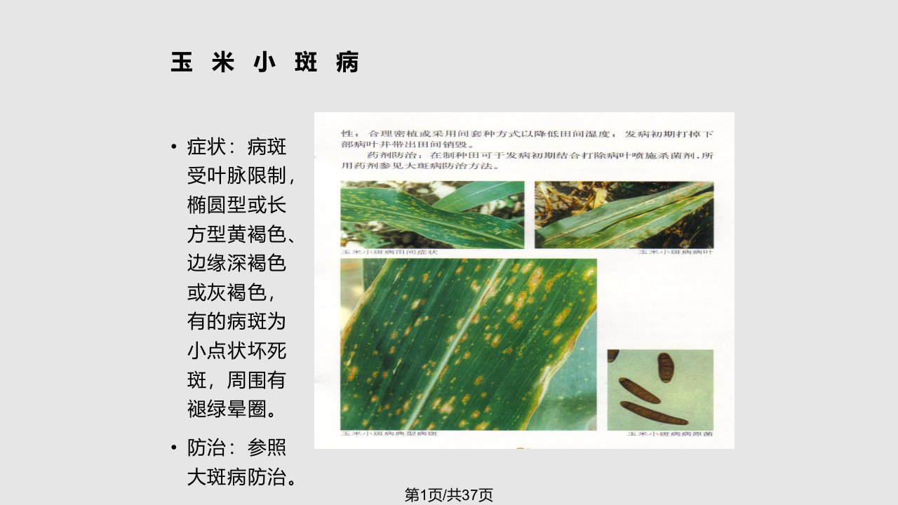 玉米病害防治方法及图片素材PPT课件