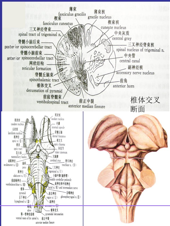 脑干断面.PPT