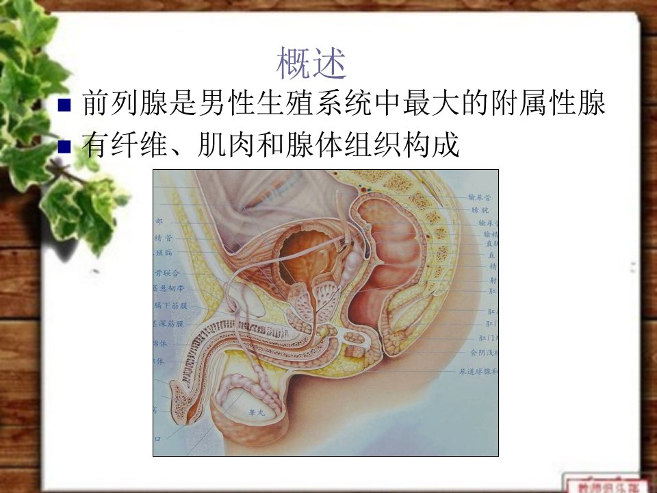 前列腺癌课件