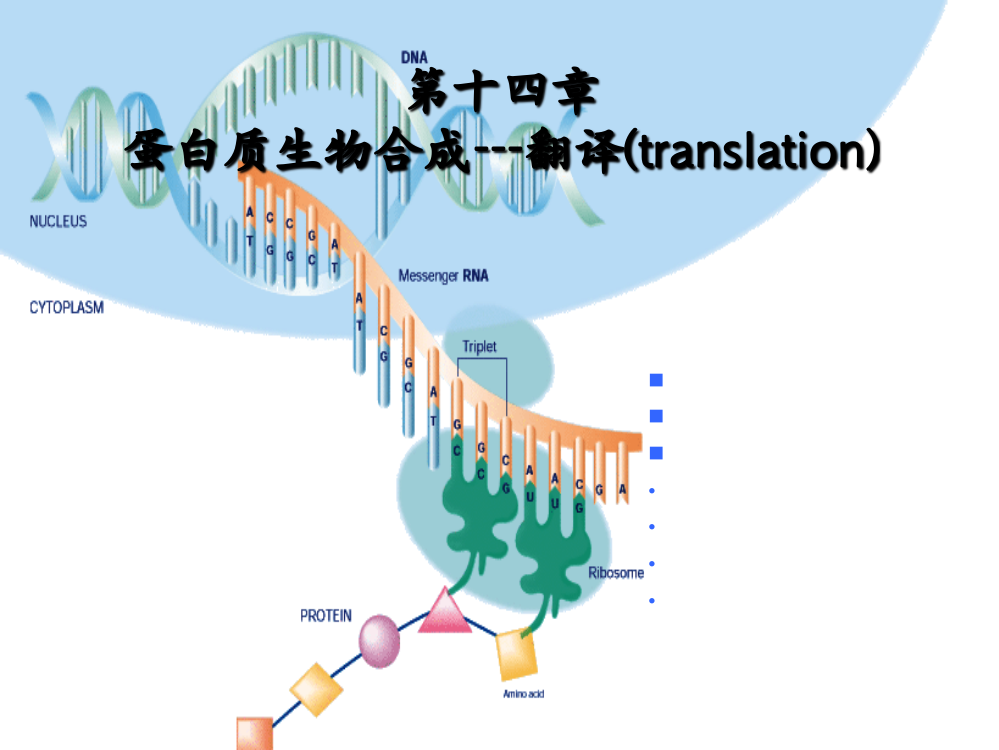 蛋白质的生物合成翻译省公开课一等奖全国示范课微课金奖PPT课件