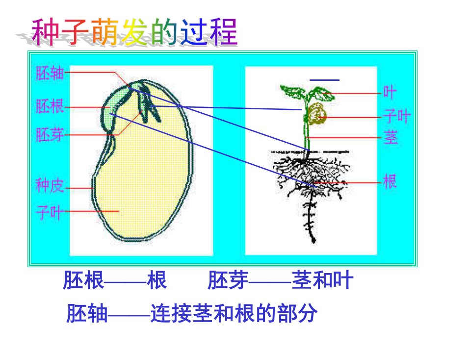 植株的生长1