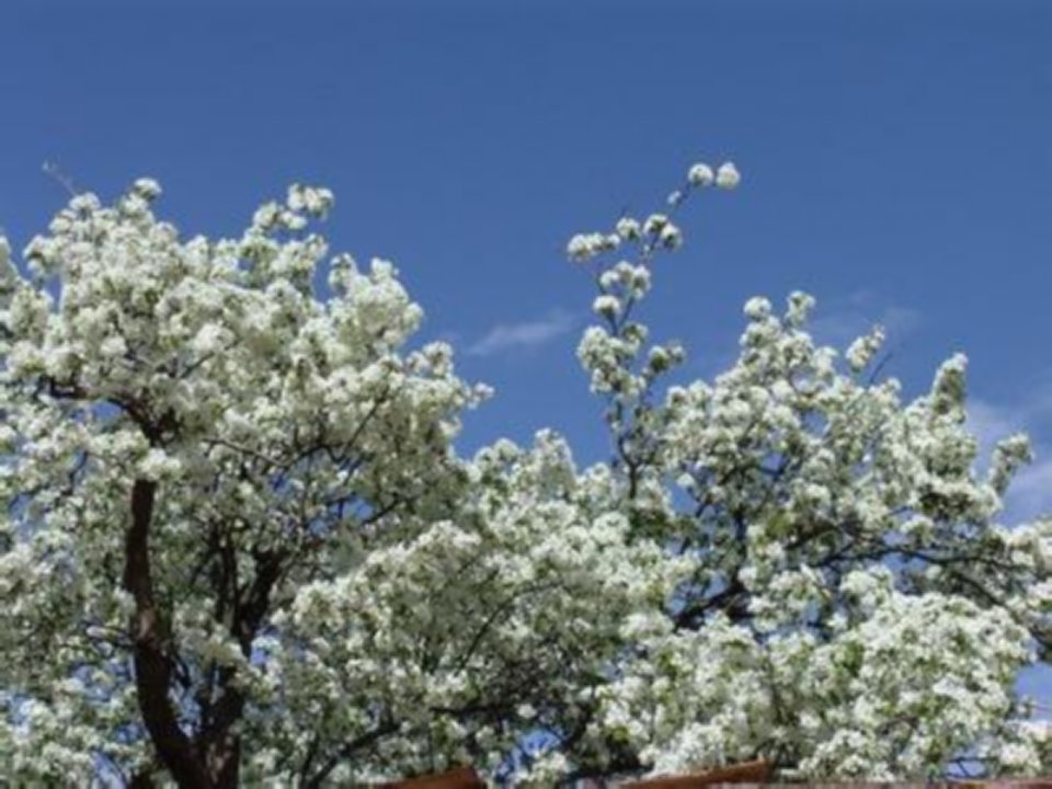 《驿路梨花》（31页）