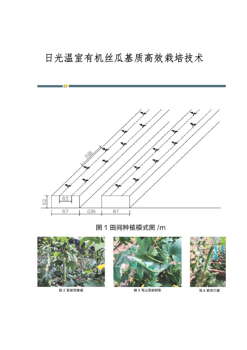 日光温室有机丝瓜基质高效栽培技术