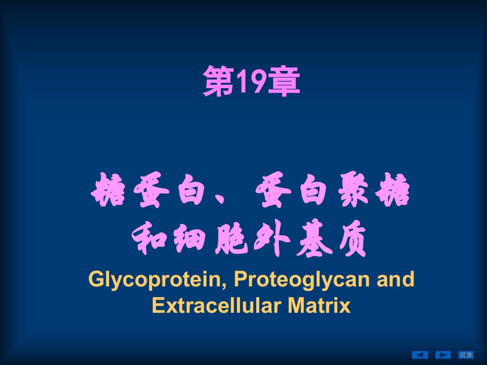 第十九章糖蛋白蛋白聚糖和细胞外基质