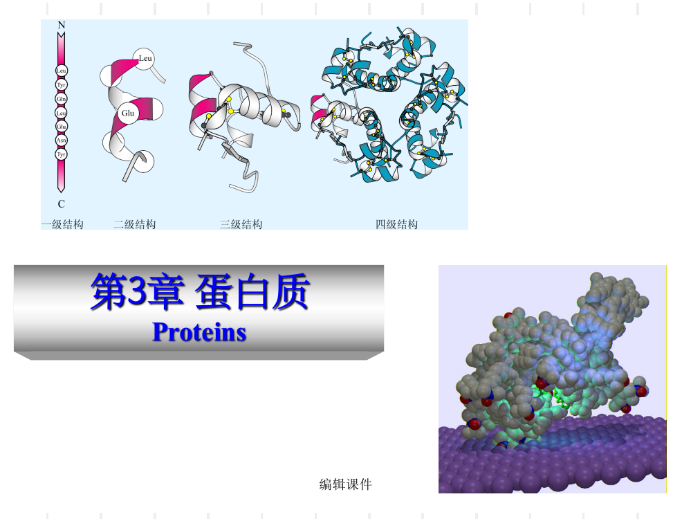 动物生物化学第三章蛋白质