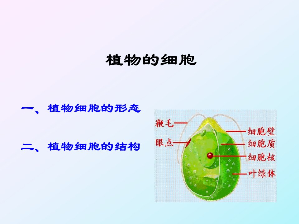 药用植物学课件2植物细胞