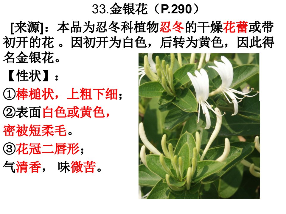 《金银花青蒿》PPT课件