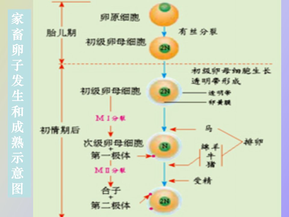 体内受精和早期胚胎发育习题用