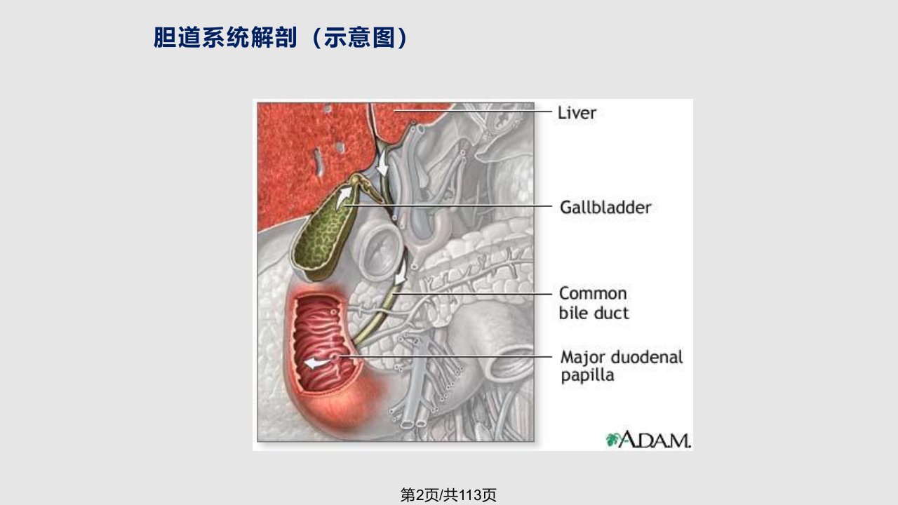 胆道疾病影像学诊断侯启龙