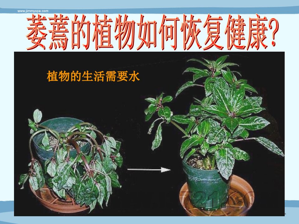 课件植物的生活需要水