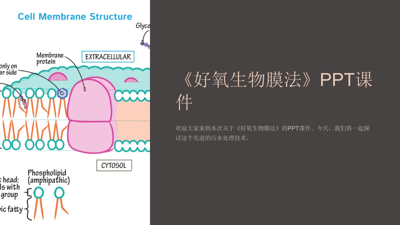 《好氧生物膜法》课件