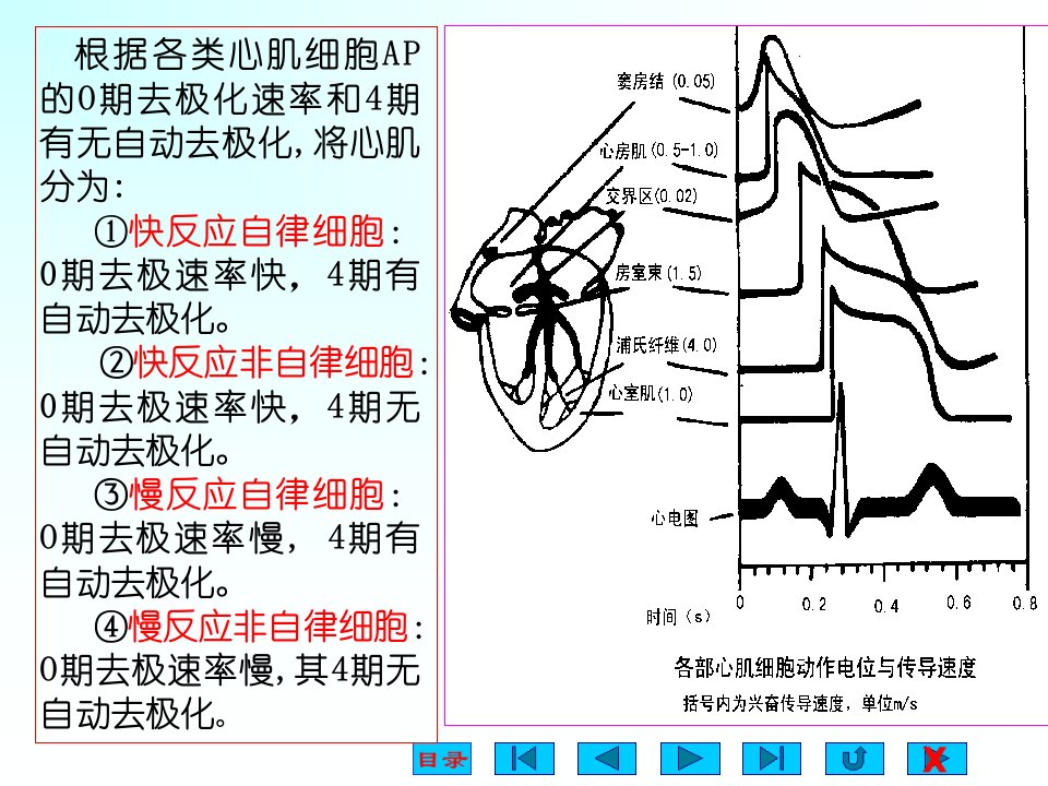 最新大学医学院生理版课件生物电教学课件