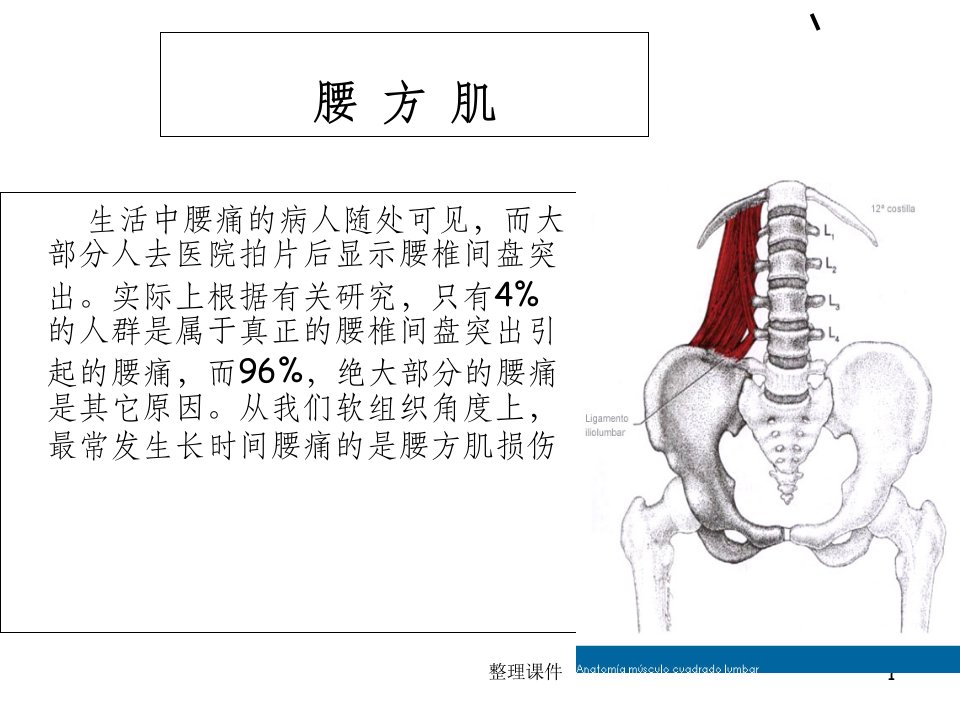 《处理腰方肌受损》